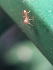 Myrmaplata plataleoides