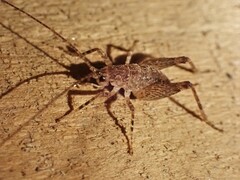 Macropathinae