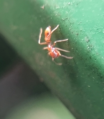 Myrmaplata plataleoides