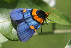 Egybolis vaillantina