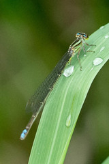 Pseudagrion