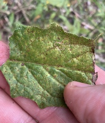 Puccinia lapsanae