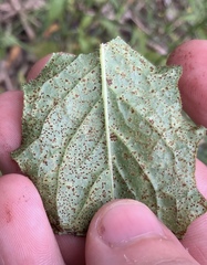 Puccinia lapsanae