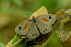 Cassionympha cassius