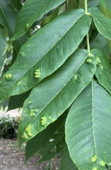 Aceria erinea