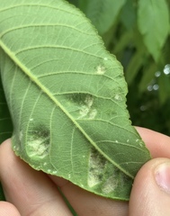 Aceria erinea