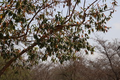 Combretum erythrophyllum