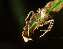 Diaea