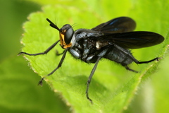Hermya