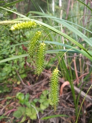 Carex fascicularis