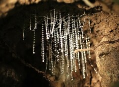 Arachnocampa luminosa