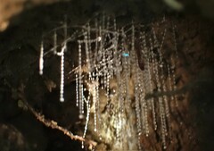 Arachnocampa luminosa