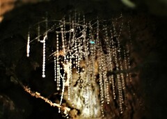 Arachnocampa luminosa