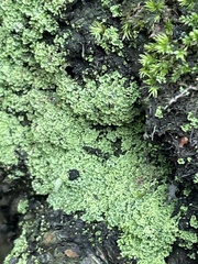 Cladonia caespiticia