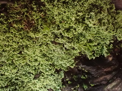 Cladonia caespiticia