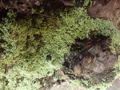 Cladonia caespiticia