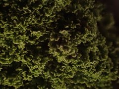 Cladonia caespiticia
