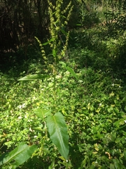 Rumex obtusifolius