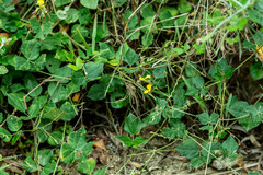 Rhynchosia caribaea