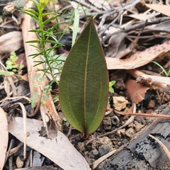 Cryptostylis leptochila