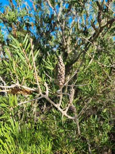 Image of Melaleuca rugulosa by (c) Lizl Lubbe, some rights reserved (CC BY)