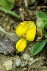 Rhynchosia caribaea