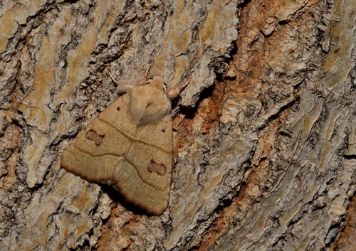 Centre-barred Sallow