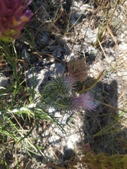 Ptilostemon echinocephalus