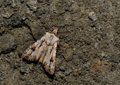 Agrotis sabine