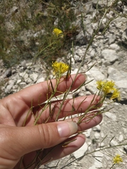 Brassica elongata pinnatifida