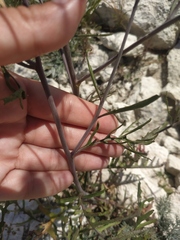 Brassica elongata pinnatifida
