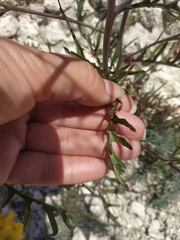 Brassica elongata pinnatifida