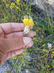 Centaurea orientalis