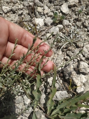 Genista albida