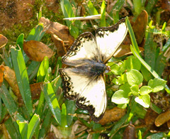 Cymothoe alcimeda trimeni