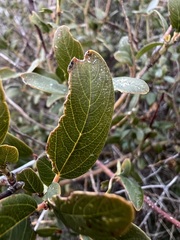 Ceanothus palmeri