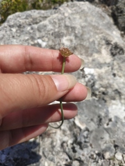 Allium marschalianum