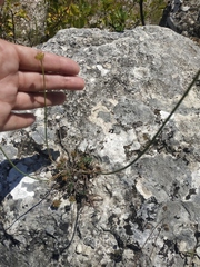 Allium marschalianum