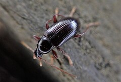 Xylochus