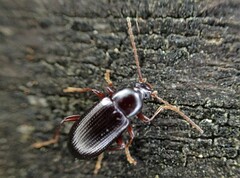 Xylochus