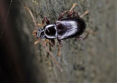 Xylochus