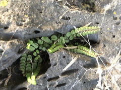 Asplenium trichomanes densum