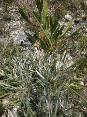 Convolvulus lineatus