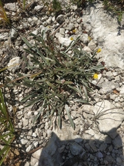 Convolvulus lineatus