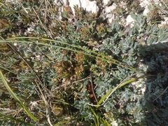 Teucrium montanum jailae