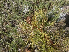 Paeonia tenuifolia