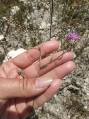 Centaurea sterilis