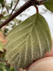 Cercocarpus betuloides