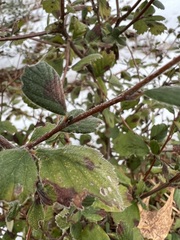 Cercocarpus betuloides