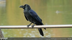 Corvus macrorhynchos